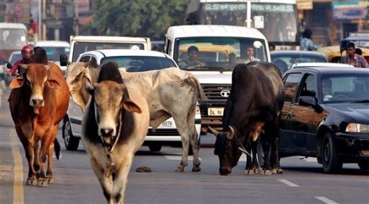 الهند تبني ملاجئ للابقار المشردة مخافة اقدام المسلمين على ذبحها