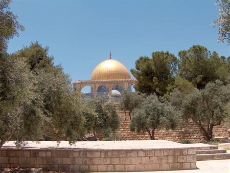 قطف الزيتون في الأقصى لتوزيع زيته المبارك على فقراء القدس