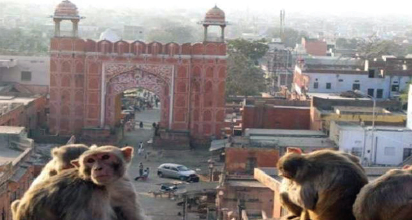 الشرطة الهندية تستخدم النبال لاخافة القرود حول تاج محل وليس قتلها