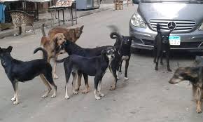 وزير الزراعة المصري يعلن عن وجود 15 مليون كلب ضال في بلاده