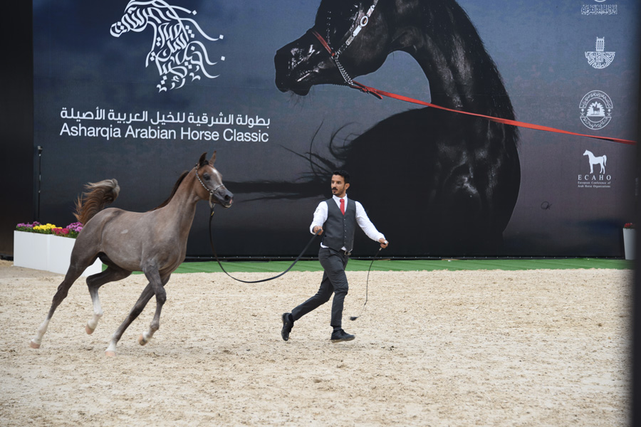 الخيول العربية الأصيلة تتمختر وتتراقص على انغام الموسيقى بالسعودية/ فيديو
