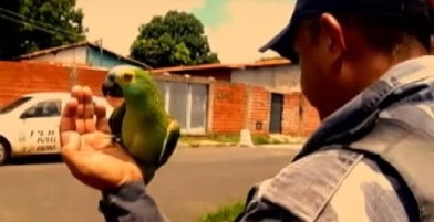 الشرطة البرازيلية تعتقل طائر ببغاء لانه يحمي تجار المخدرات
