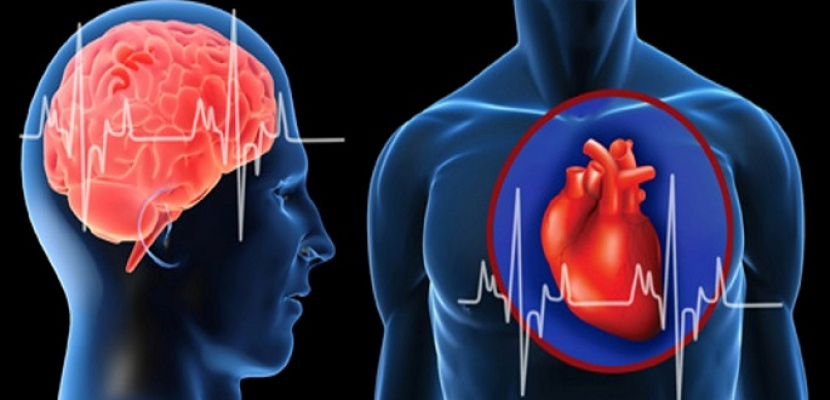 دراسة حديثة تثبت ان ما يضر القلب يؤدي فوراً لاضرار في المخ 