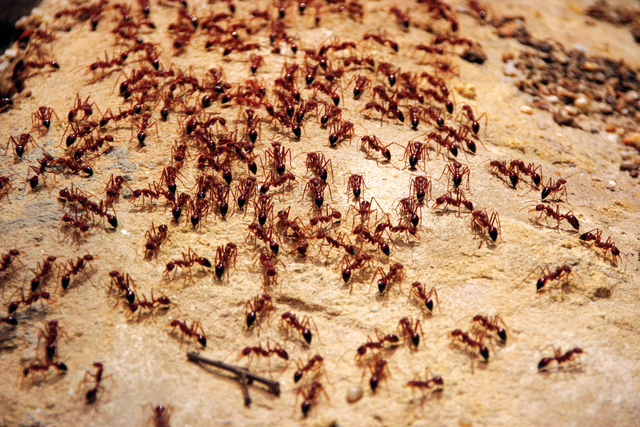 حيلة ماكرة للتخلص من مستعمرات النمل بشكل حاسم ونهائي