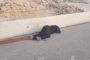 4 وفيات اثر حادث تصادم بين مركبة وتريلا على الطريق الصحراوي