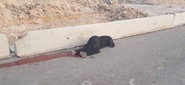 إطلاق النار على سيدة فلسطينية على حاجز قلنديا بدعوى محاولة طعن/ فيديو