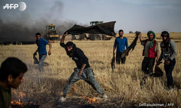 “حرب المحاصيل”.. الاحتلال التركي واتباعه من عصابات المسلحين يشعلون النيران في حقول القمح والشعير شرق سورية