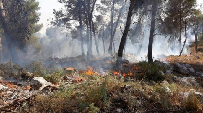 السيطرة على حريق غابة الشهيد عمر الرحامنة بالبلقاء