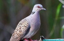 عجايب.. الهند تعتقل حمامة باكستانية بـ